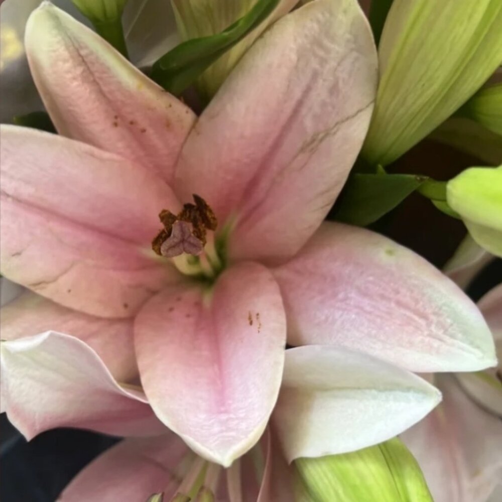 Meet your Posher, Maryann